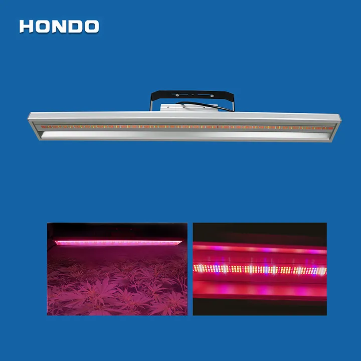 2019 Most Popular Best LED Grow Lighting for Organic Hemp Flowers