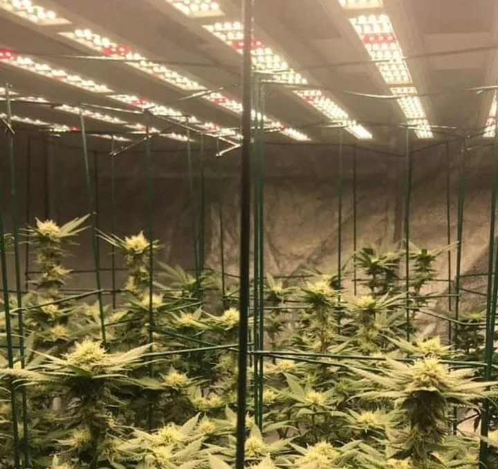 400W/600W/800W/1000W LED Full Spectrum Grow Work Light for Greenhouse to Supplement Lighting Medical Plants Herb USA