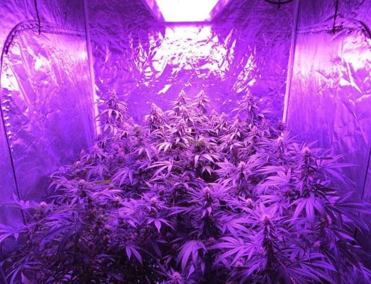 AC85-264V Red/Blue Energy Saving 300W LED Grow Light