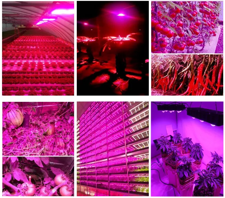 Ce FCC PSE RoHS Certification 500W Sunflowers LED Grow Light