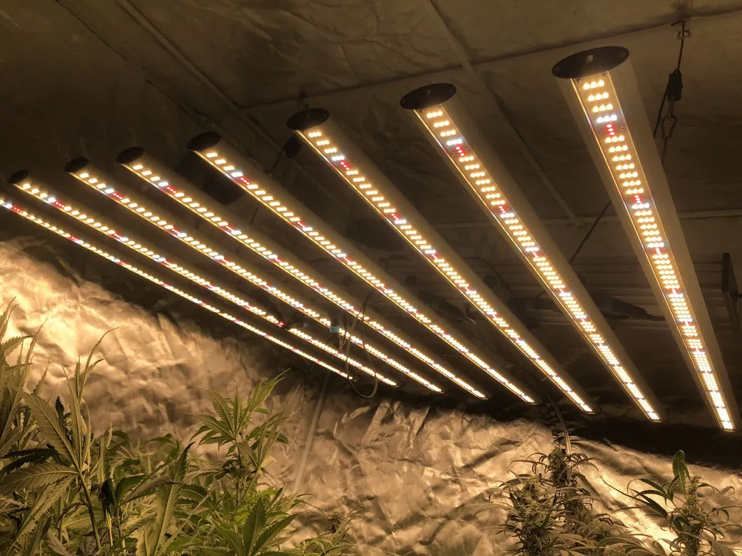 ETL cETL Listed Indoor Herbs Plants Greenhouse Hydroponic Growing System 640W LED Grow Light