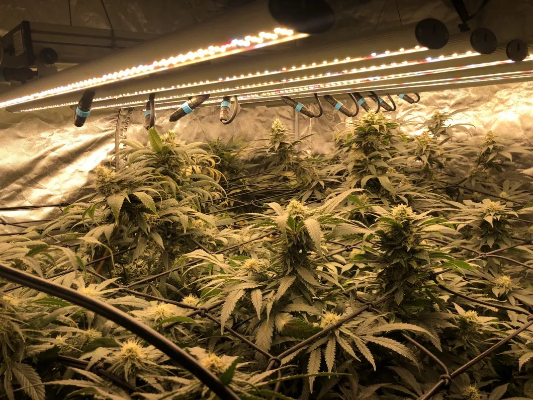 ETL Dlc Listed Agricultural Greenhouse 640W LED Grow Lights Hydroponic Soilless Culture