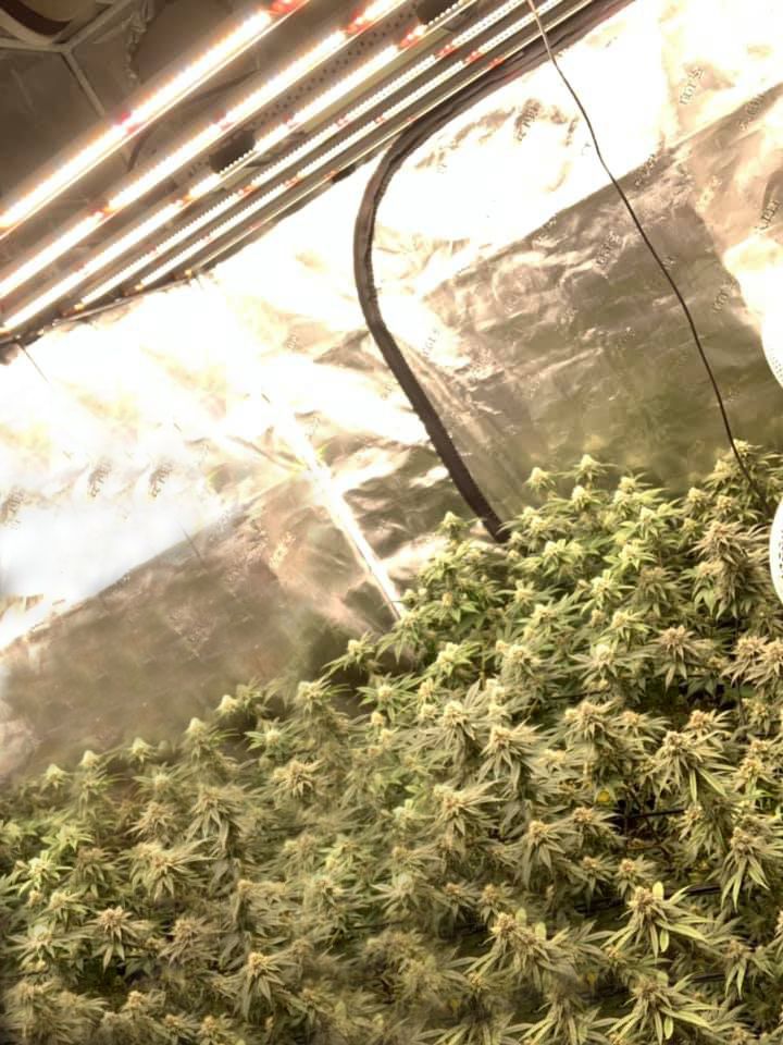 Fluence 2.90umol/J Knob Dimmable Multi Bar Lamp 600W Full Spectrum LED Grow Lighting
