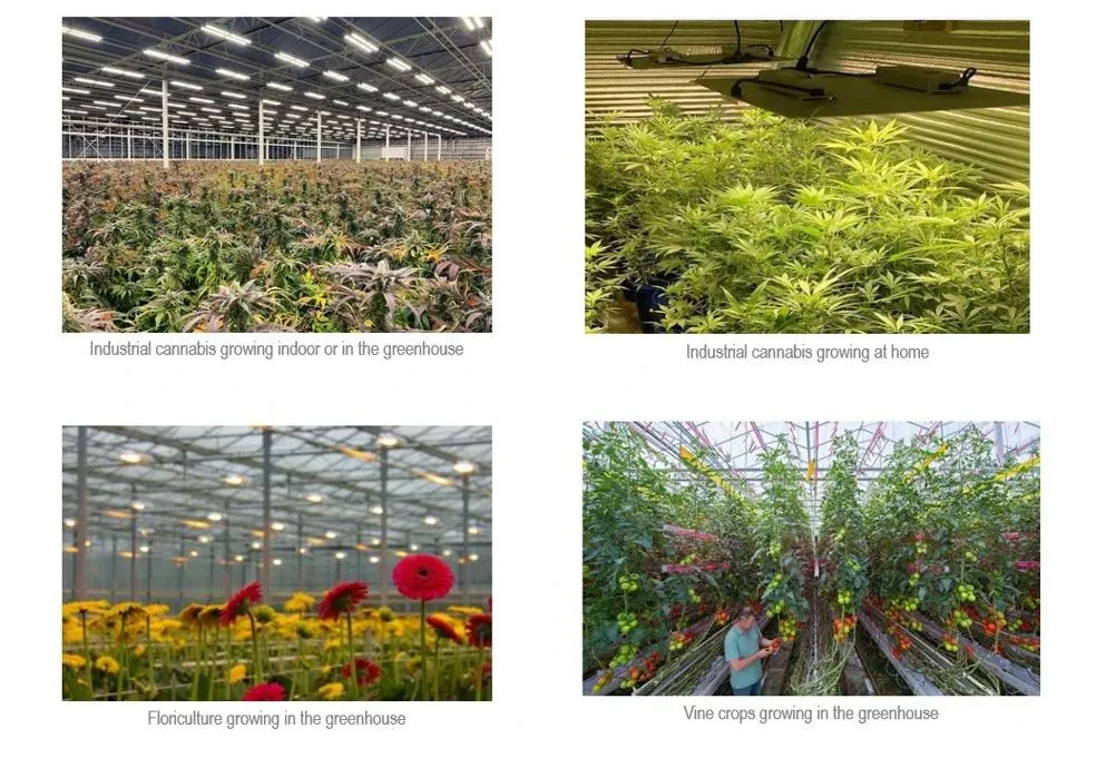 Full Spectrum 1000W Grow Light with UV IR for Greenhouse Hydroponic Indoor Plants Veg and Flower LED Grow Light