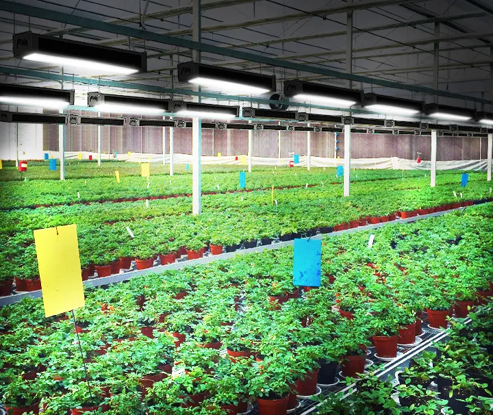 Full Spectrum 630W LED Grow Light for Indoor Medicine Plant