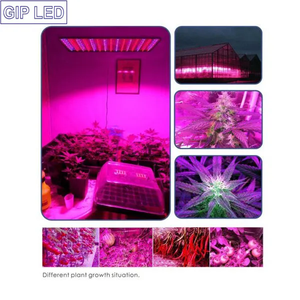 Gip 45W LED Garden Red Blue Hanging Light