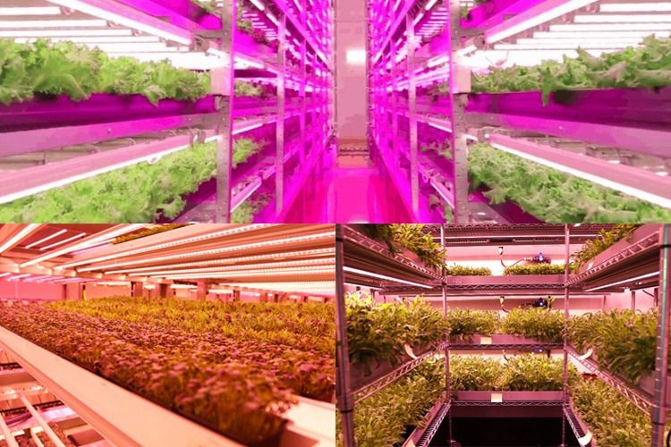 Grow LED Lamps Manufacturer Greenhouse Grow Light