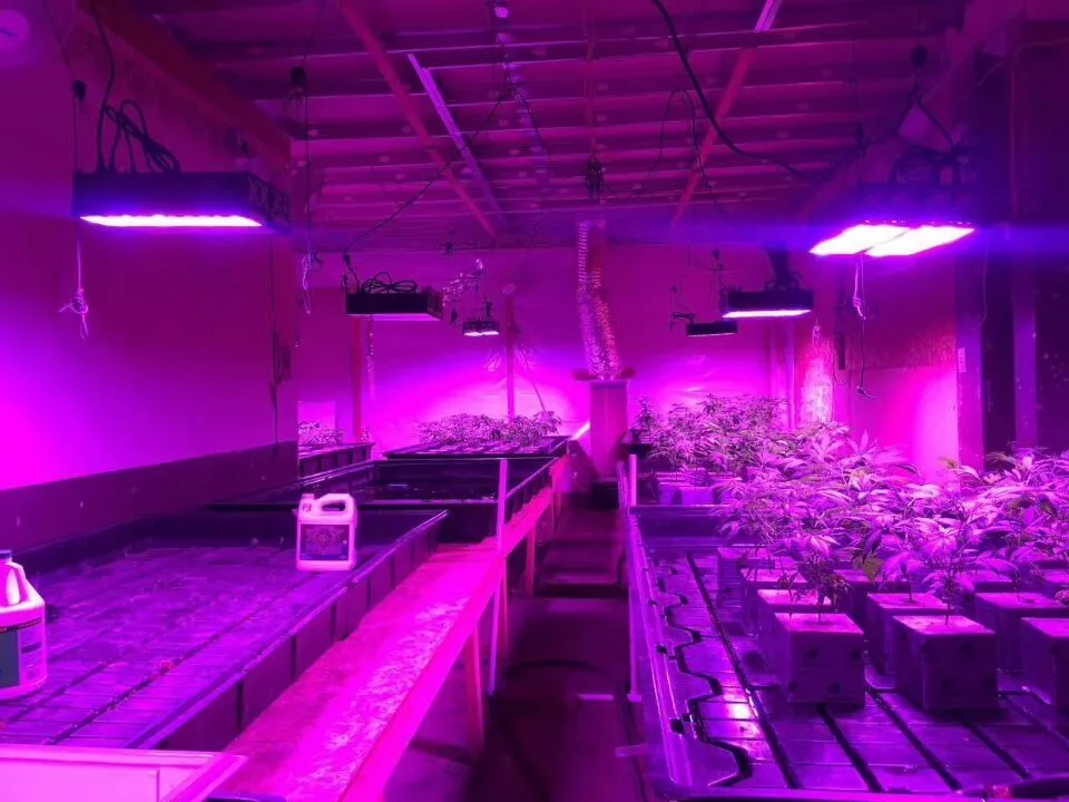 High Power 400W 800W LED Grow Light
