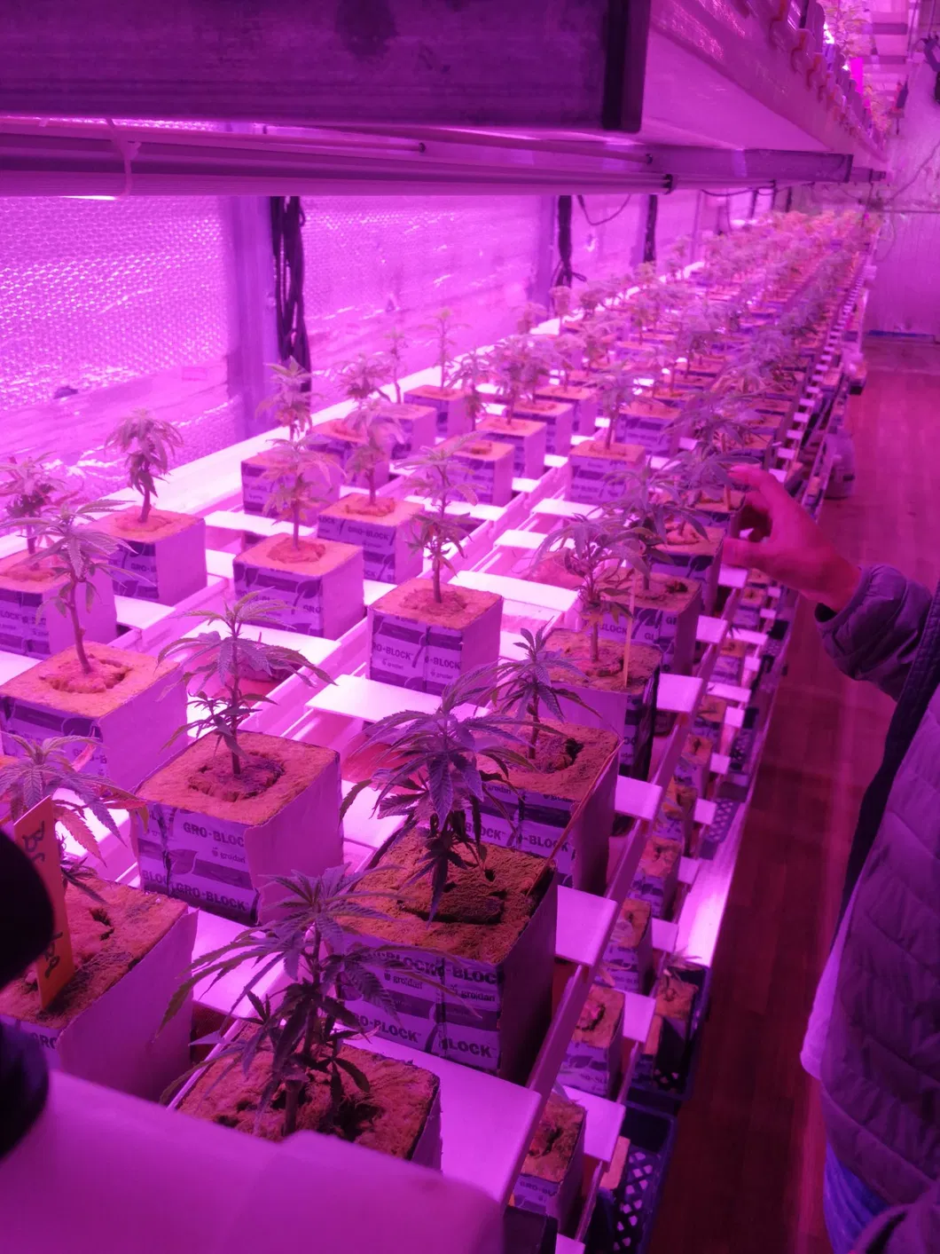LED Grow Light Indoor Plant Full Spectrum Greenhouse Hydroponic 640W/800W/1000W