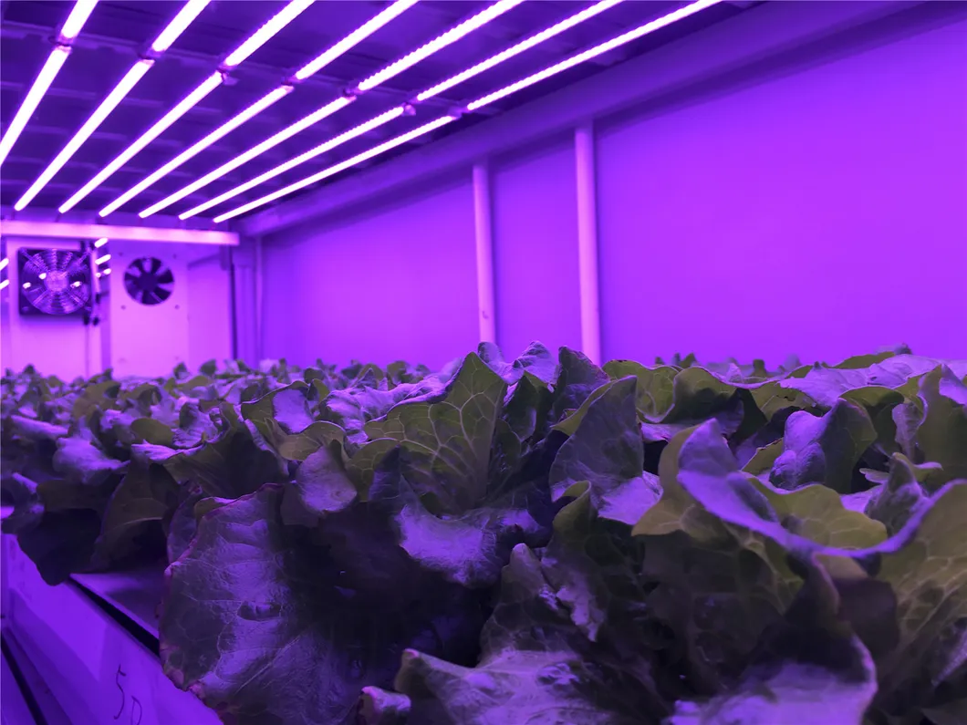 LED Grow Light Indoor Plant Full Spectrum Greenhouse Hydroponic 640W/800W/1000W