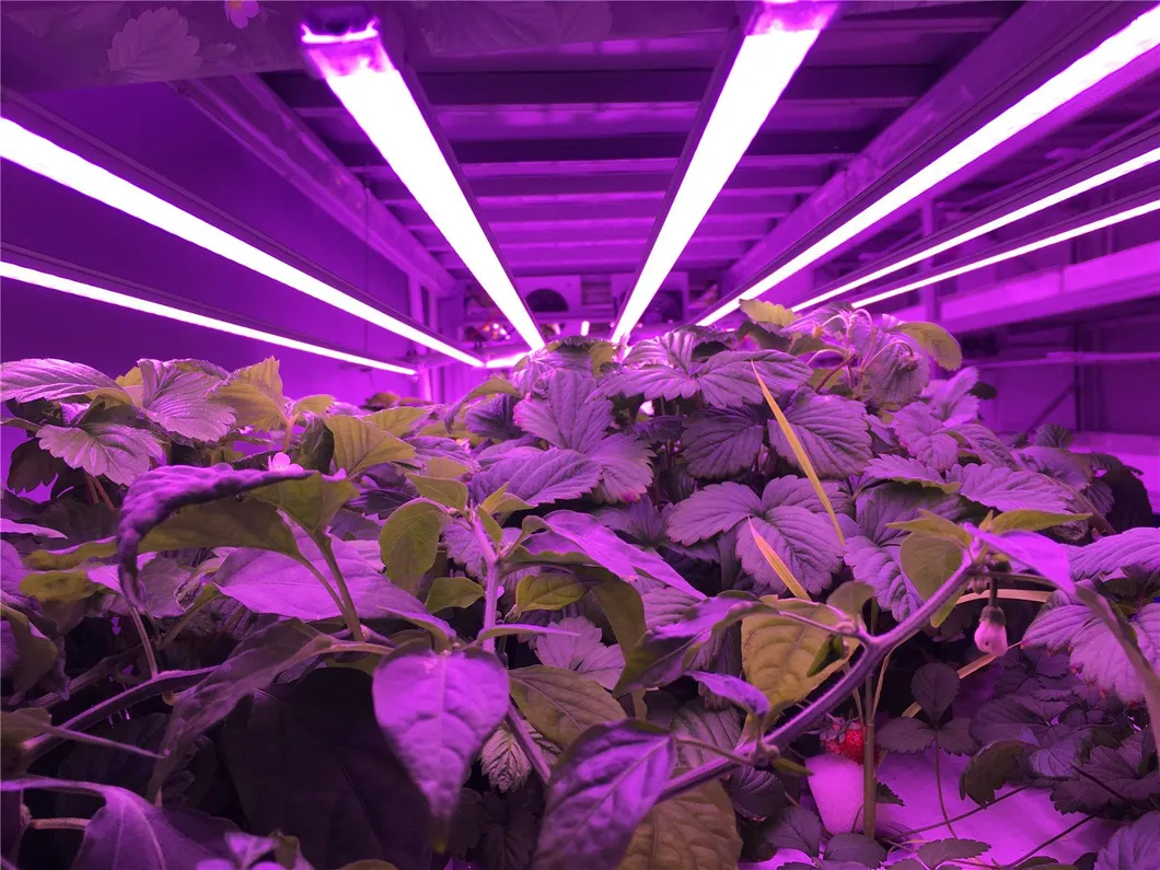 LED Grow Light Indoor Plant Full Spectrum Greenhouse Hydroponic 640W/800W/1000W