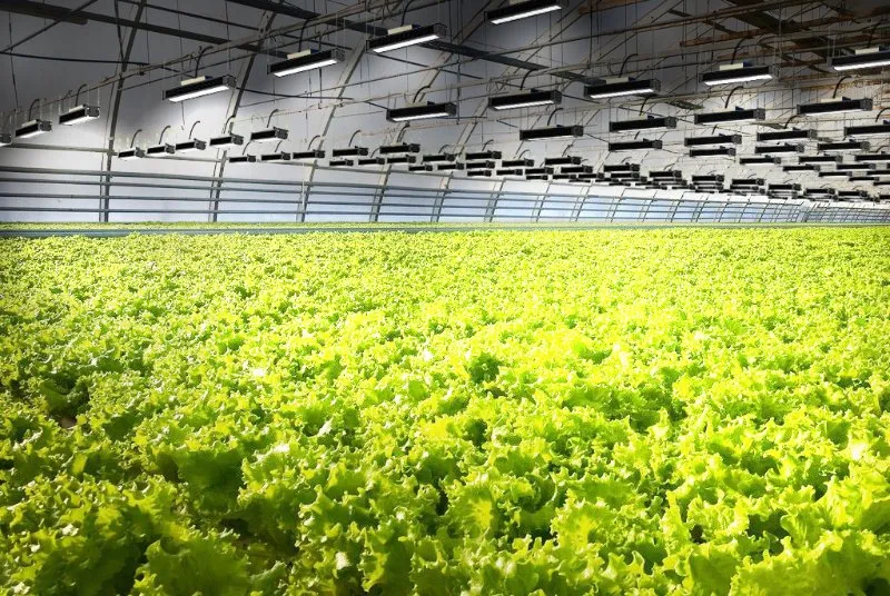 LED Growing Light 630W for Plant Growth