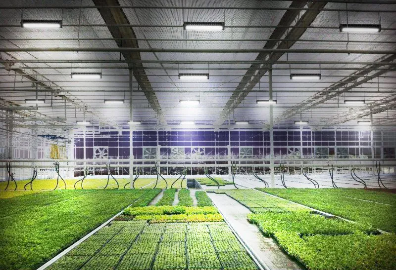 LED Growing Light 630W for Plant Growth