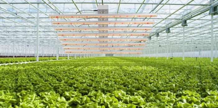 Seedling 50000h Rygh Lights Plant LED Grow Light with Factory Price Rygh-Bz800
