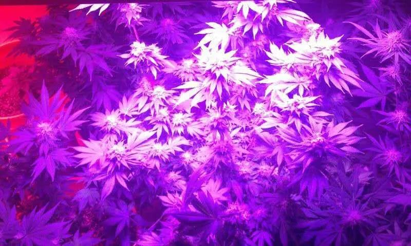 UV IR Full Spectrum 480W 660nm Indoor LED Grow Light