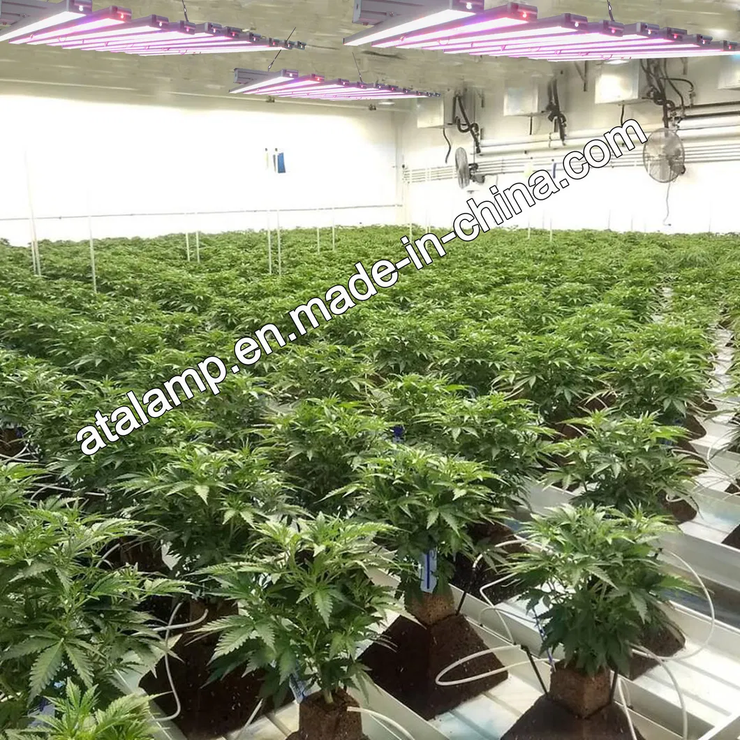 Wholesale Best LED Grow Light Tube LED Aluminum 1000W LED Plant Grow Light Horticulture Light for Green House
